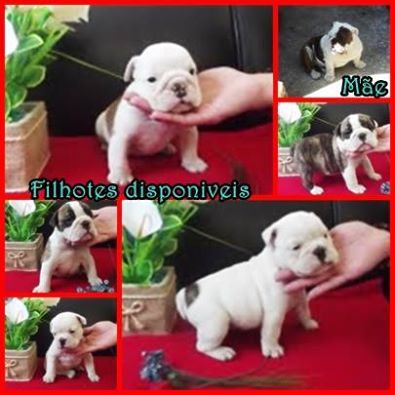 Bulldog ingles