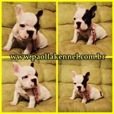 Bulldog frances
