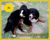 Bernese mountain Dog