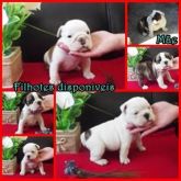 Bulldog ingles