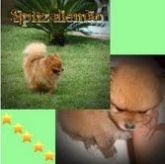 SPITZ ALEMÃO