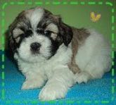 LHASA APSO